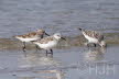 2019-0503-strandloper-DSC07564 (Copy)