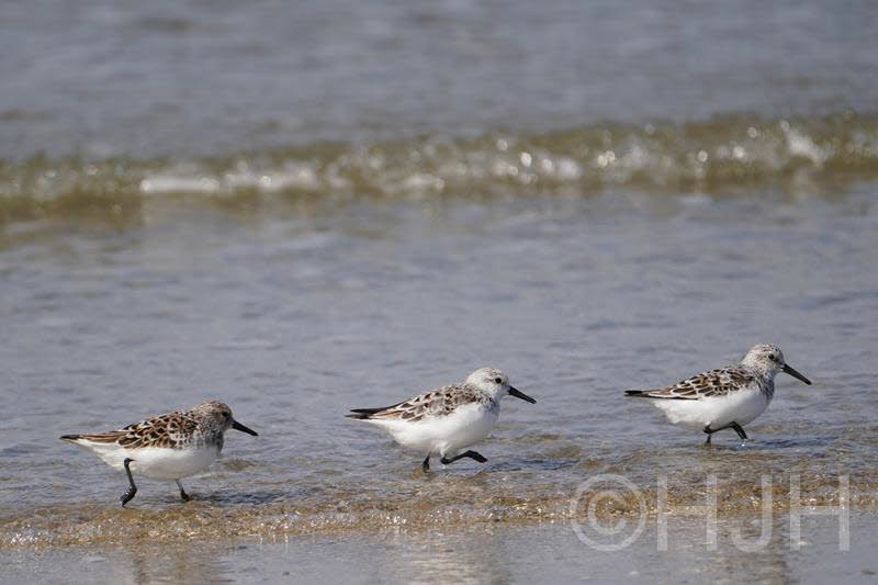 2019-0503-strandloper-DSC07619 (Copy)