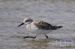 2019-0503-strandloper-DSC07819 (Copy)
