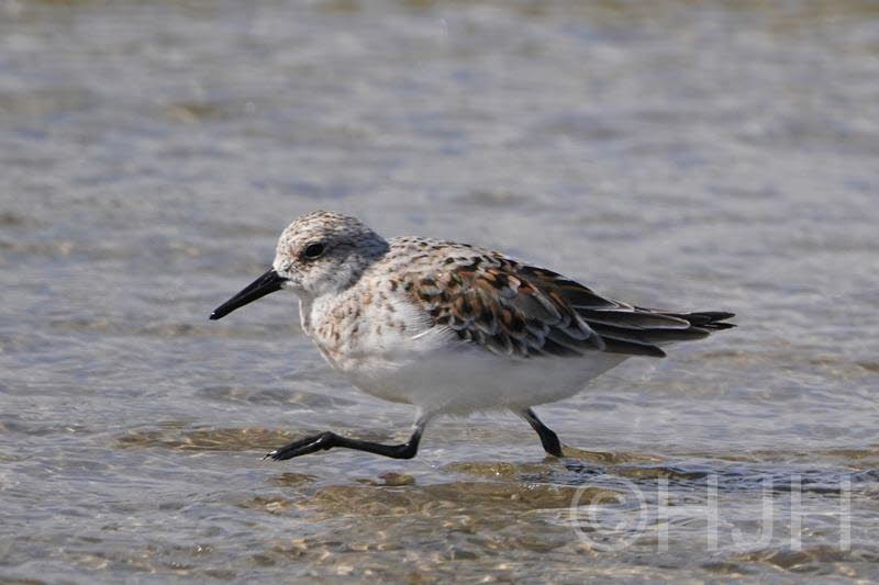 2019-0503-strandloper-DSC07819 (Copy)