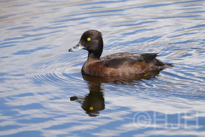 2019-0510-kuifeend-DSC08743 (Copy)
