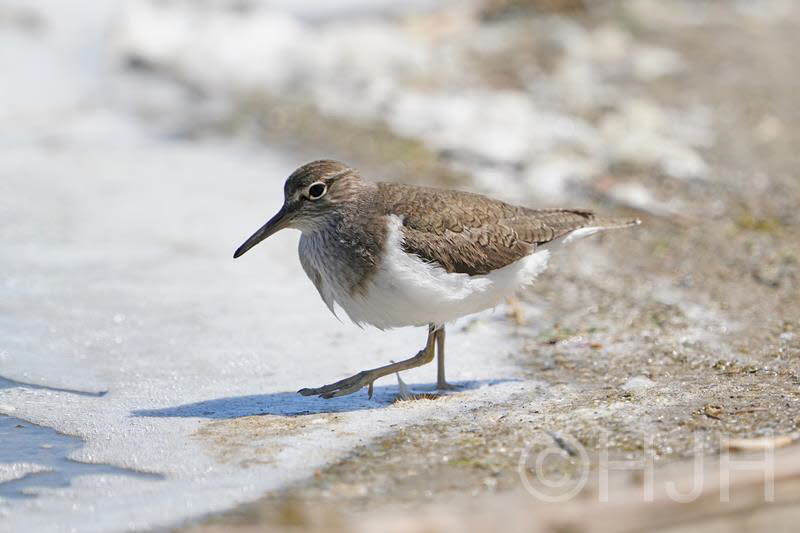 2019-0511-oeverloper-DSC01232 (Copy)