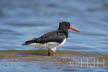 2019-0511-scholekster-DSC02900 (Copy)