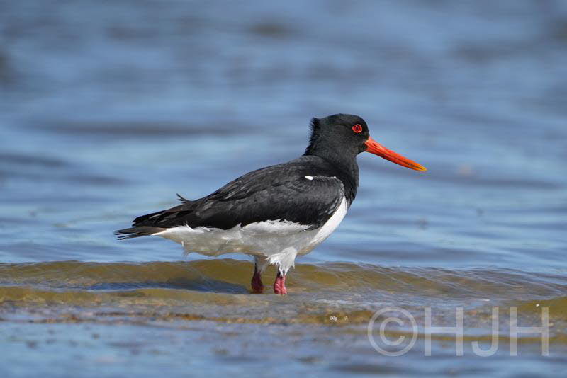2019-0511-scholekster-DSC02900 (Copy)