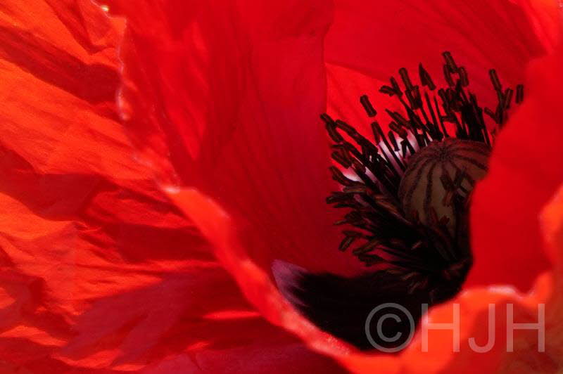 2019-0519-klaproos-DSC04521-sel (Copy)