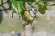 2019-0524-pimpelmees-DSC05919-sel (Copy)