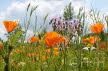 2019-0529-klaprozen-DSC06316-sel (Copy)
