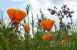 2019-0529-klaprozen-DSC06333-sel (Copy)