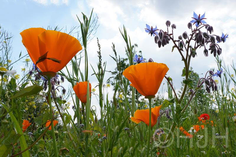 2019-0529-klaprozen-DSC06333-sel (Copy)
