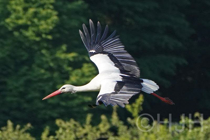 2019-0531-ooievaar-DSC06566-sel (Copy)