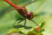 2019-0709-heidelibel-DSC07956-sel (Copy)