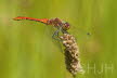 2019-0709-heidelibel-DSC08386-sel (Copy)