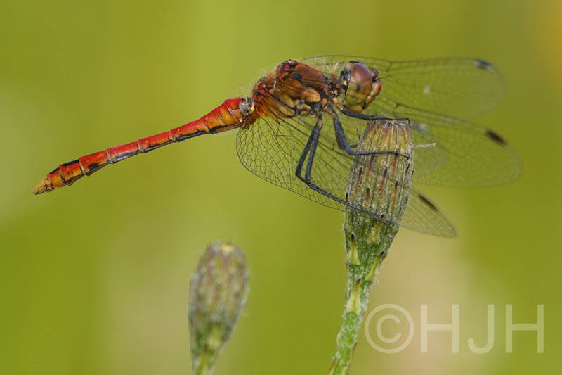 2019-0709-heidelibel-DSC08491-sel (Copy)
