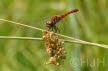 2019-0709-heidelibel-DSC08698-sel (Copy)