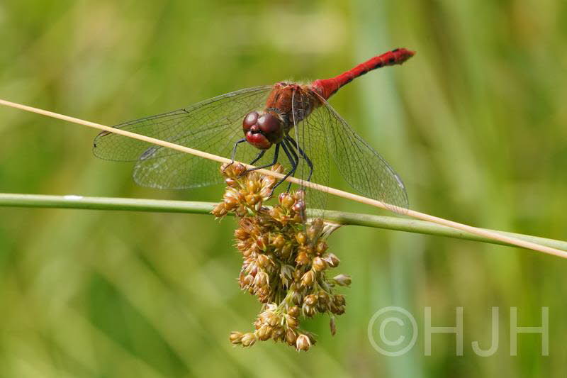2019-0709-heidelibel-DSC08698-sel (Copy)