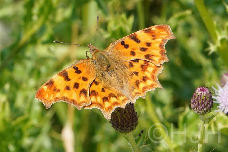 2019-0717-aurelia-DSC09410-sel (Copy)