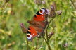 2019-0717-dagpauwoog-DSC09651-sel (Copy)
