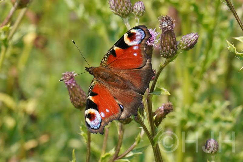 2019-0717-dagpauwoog-DSC09651-sel (Copy)
