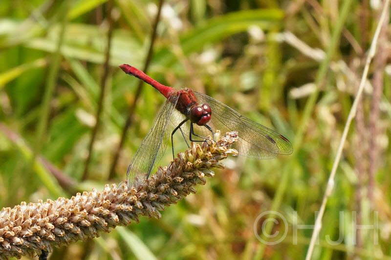 2019-0717-heidelibel-DSC09405-sel (Copy)
