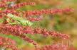 2019-0717-sabelsprinkhaan-DSC09646-sel (Copy)