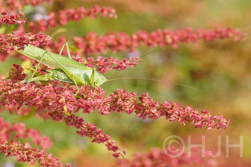 2019-0717-sabelsprinkhaan-DSC09646-sel (Copy)