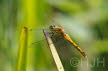 2019-0719-heidelibel-DSC00017-sel (Copy)