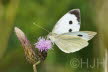 2019-0719-koolwitje-DSC00259-sel (Copy)