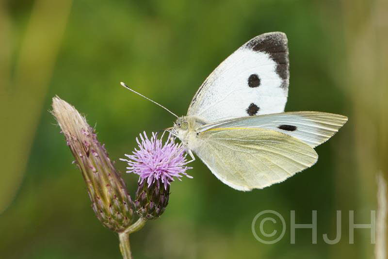 2019-0719-koolwitje-DSC00259-sel (Copy)