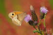 2019-0719-zandoogje-DSC00138 (Copy)