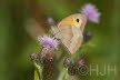 2019-0719-zandoogje-DSC00192-sel (Copy)