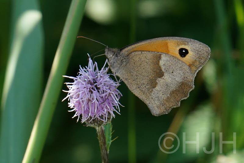 2019-0723-zandoogje-DSC00291 (Copy)