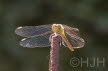 2019-0730-DSC00489-sel (Copy)