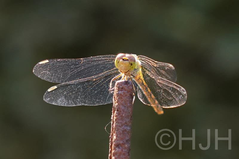 2019-0730-DSC00489-sel (Copy)