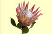 2019-1004-bloem (Copy)