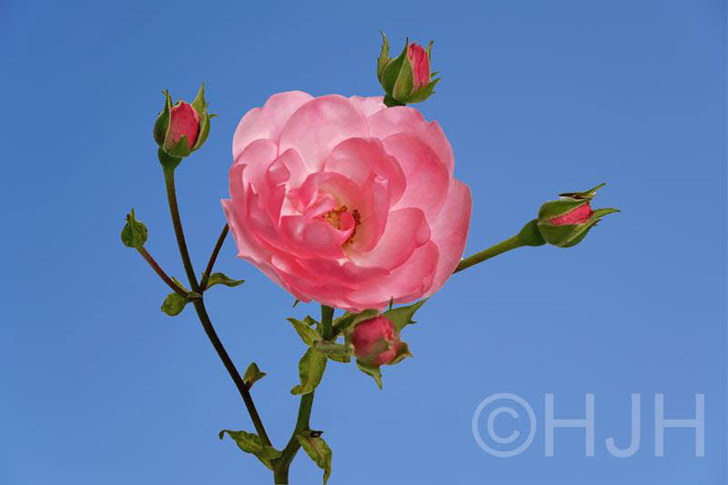 2019-1010-roos in blauw (Copy)