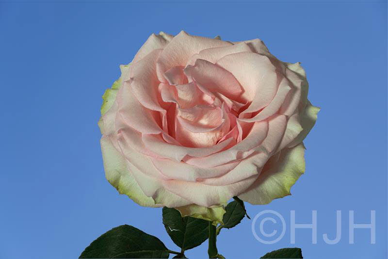 2019-1017-roze roos (Copy)