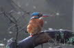 2019-1218-ijsvogel (Copy)