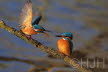 DSC01221-2 (Copy)